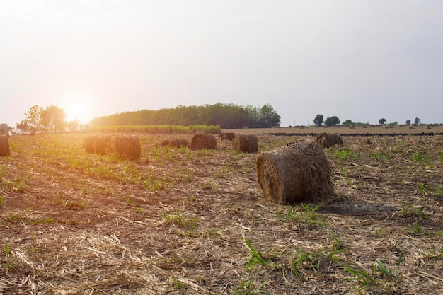 Les feuilles de canne à sucre sèches roulent à la ferme