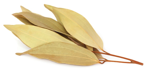 Feuilles de cassia sur fond blanc