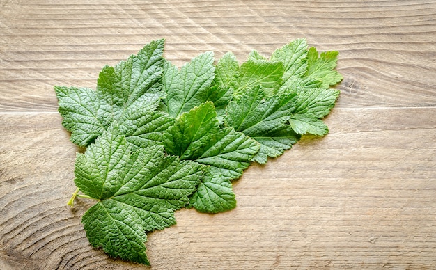 Feuilles de cassis fraîches sur la planche de bois