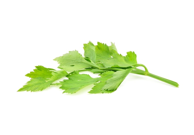 Feuilles de céleri isolés sur fond blanc