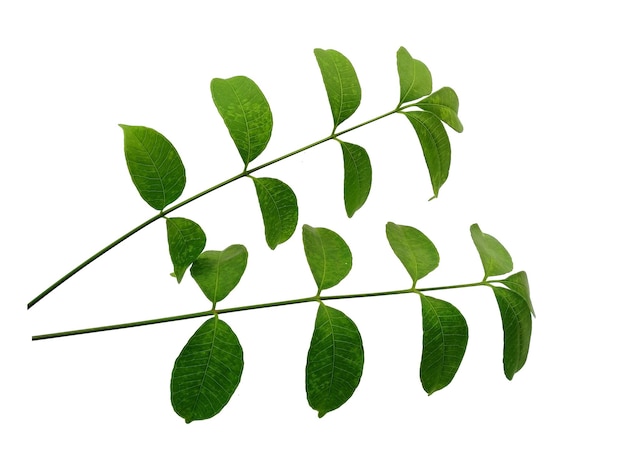 Photo feuilles de cemcem isolé sur fond blanc