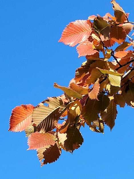 feuilles de cendre d'automne sur un fond bleu