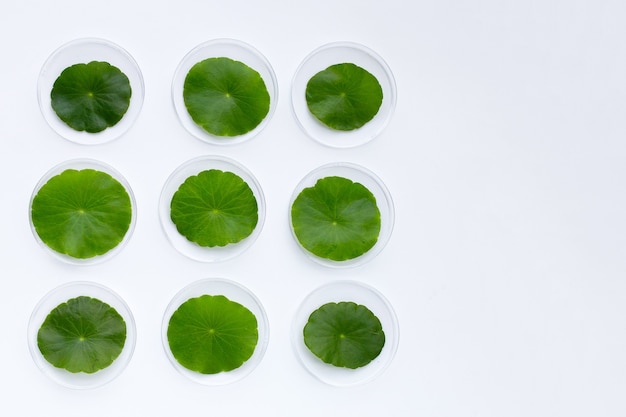 Feuilles de centella asiatica vertes fraîches dans des boîtes de Pétri sur fond blanc.