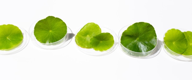 Feuilles de centella asiatica vertes fraîches dans des boîtes de Pétri sur fond blanc.