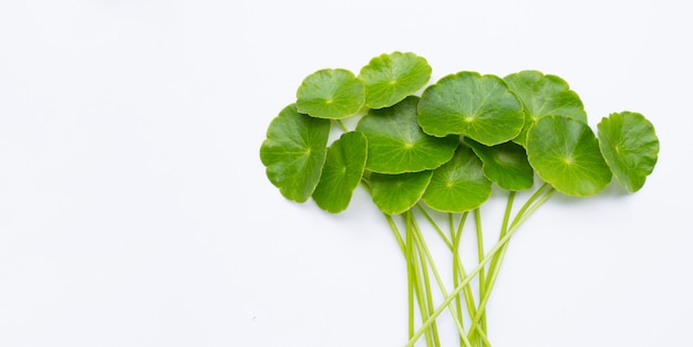 Feuilles de centella asiatica vertes fraîches ou plante hydrocotyle