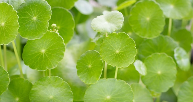 Feuilles de centella asiatica vertes fraîches