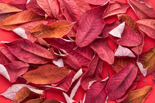 Photo feuilles de cerisier d'automne sèches rouges sur fond rouge. l'automne est venu, abstrait automne