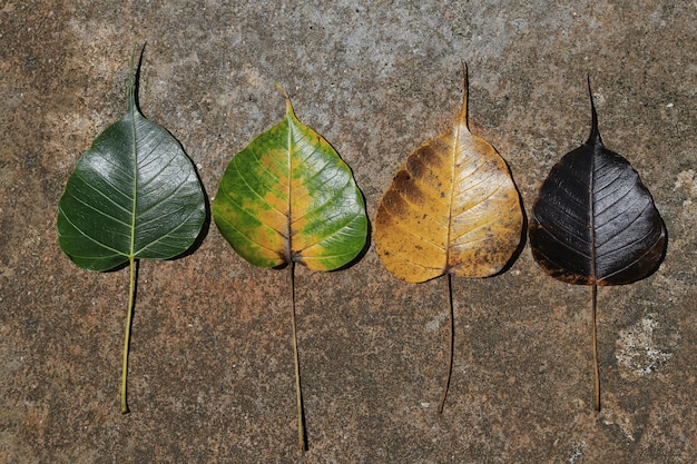 Feuilles changement de couleur de saison