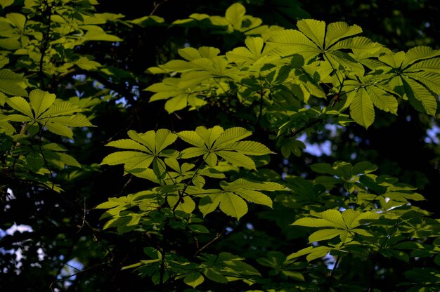 Photo feuilles de châtaignier châtaigniers