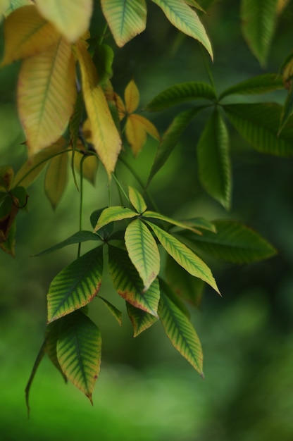 Feuilles de châtaignier sur fond flou vert