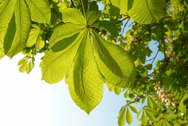 Feuilles de châtaignier vert avec un ciel bleu ensoleillé.