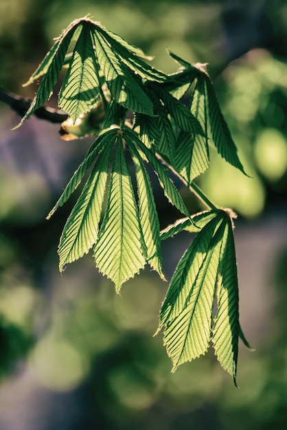 Feuilles de châtaignier