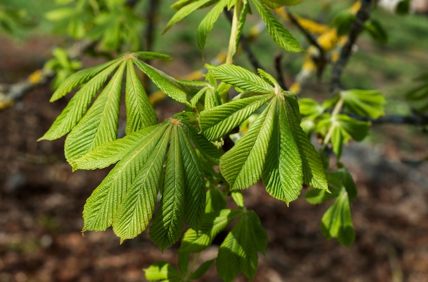 Feuilles de châtaignier