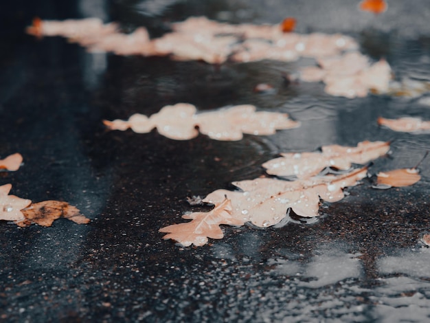 Feuilles de chêne sur asphalte humide Des feuilles jaunes sèches brouillent une feuille de chêne sur une route humide