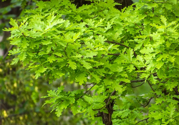 Feuilles de chêne au printemps