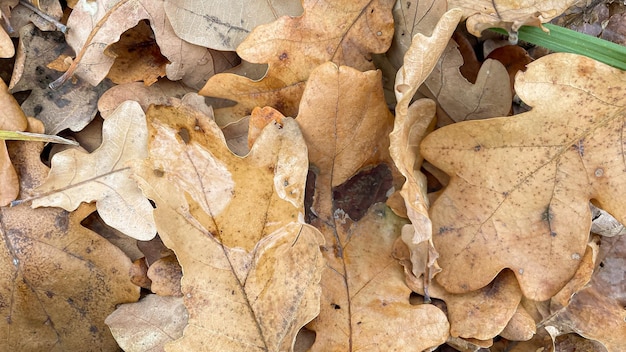 Feuilles de chêne au sol dans la forêt