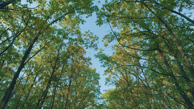 Les feuilles de chêne d'automne sur la branche de chêna éclairées par le soleil couleur vibrante concept d'arbre de saison d'hiver