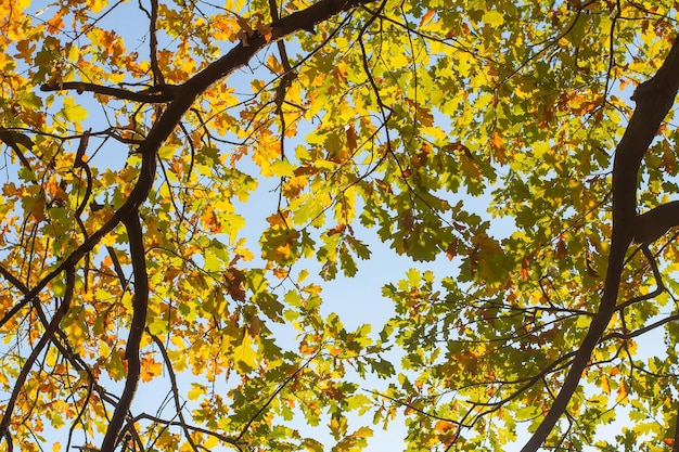 Feuilles de chêne d'automne jaune et vert contre un ciel bleu