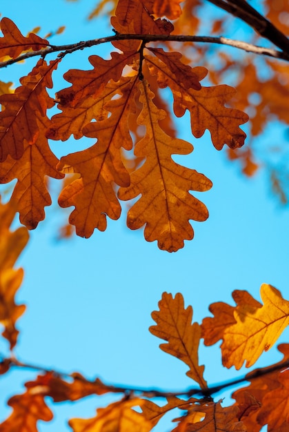 Feuilles de chêne d'automne orange à travers le ciel bleu