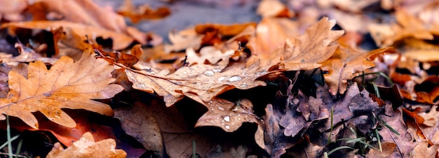 Feuilles de chêne d'automne tombées avec des gouttes de pluie sur le sol. Fond d'automne