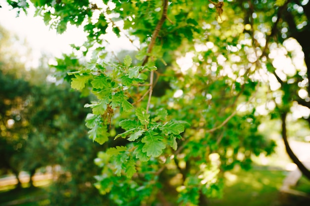 Feuilles de chêne sur les branches d'arbre libre