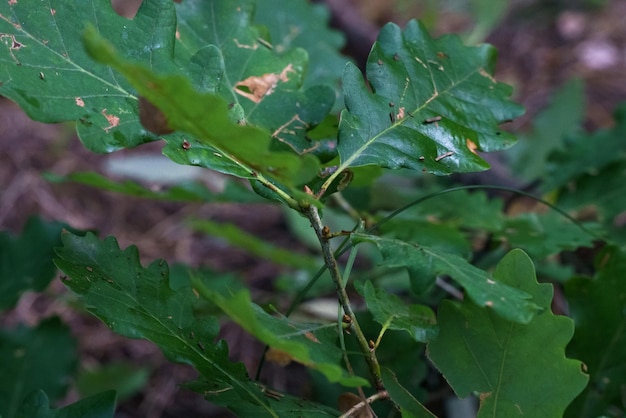 Feuilles de chêne dans un gros plan de forêt sombre