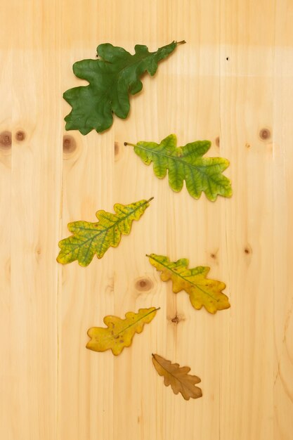 Feuilles de chêne de différentes tailles et couleurs