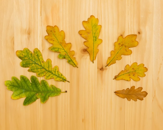 Feuilles de chêne de différentes tailles et couleurs