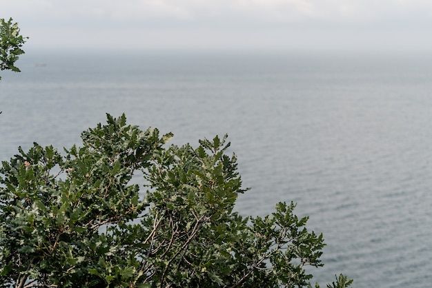 Feuilles de chêne sur fond de mer