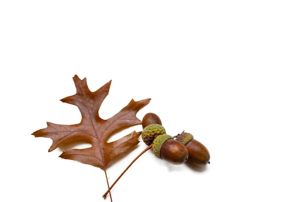 Les feuilles de chêne et les glands isolés sur le blanc