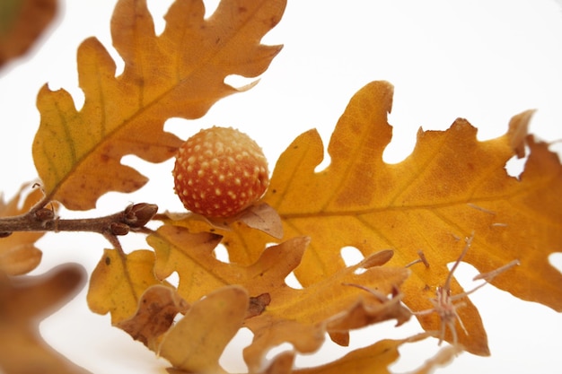 Feuilles de chêne glands