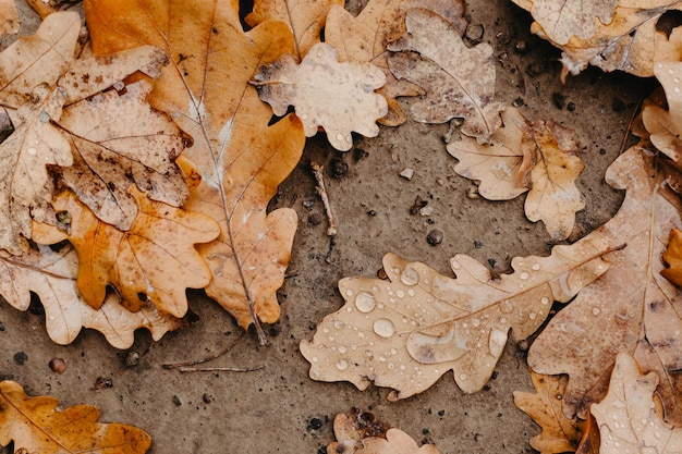 Photo feuilles de chêne avec des gouttes de pluie fond naturel abstrait