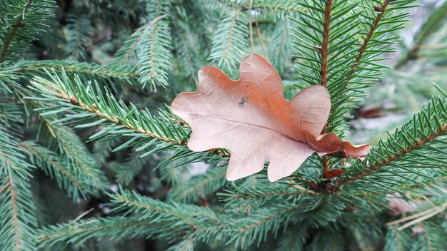 Feuilles de chêne jaune sur les aiguilles d'un arbre de Noël en automne. Feuilles de chêne sèches sur un arbre vert dans la rue par une chaude journée ensoleillée. Fond d'automne et d'hiver.