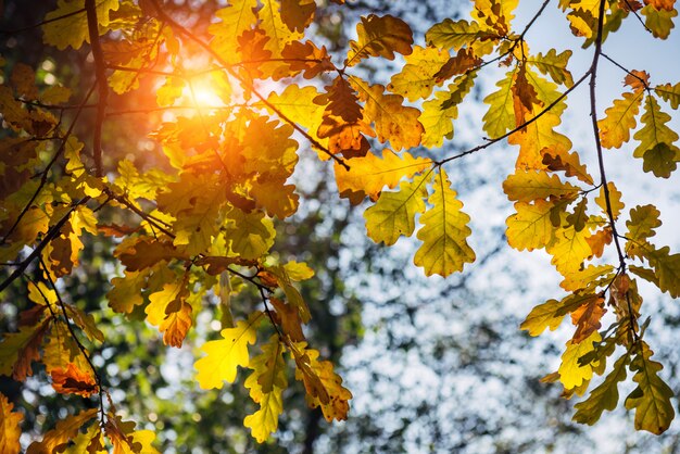 Les feuilles de chêne jaune brillent au soleil par une chaude journée d'automne. Gros plan des branches de chêne.