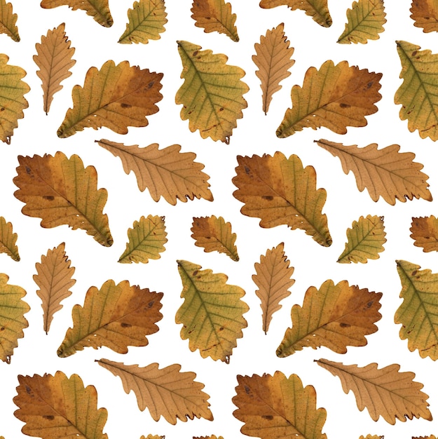 Feuilles de chêne jaune motif herbier