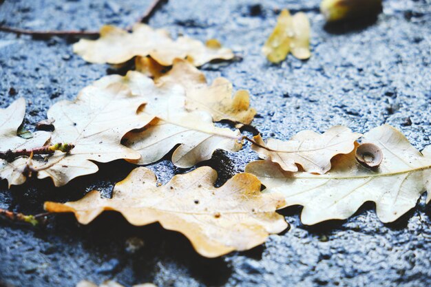 Feuilles de chêne jaune tombant sur l'asphalte humide en automne.