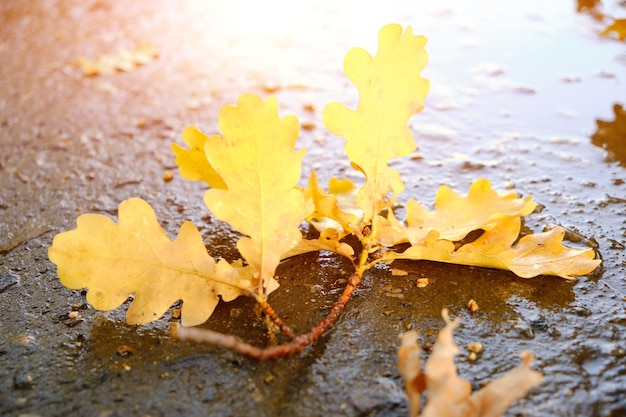 Feuilles de chêne jaune tombant sur l'asphalte humide en automne.