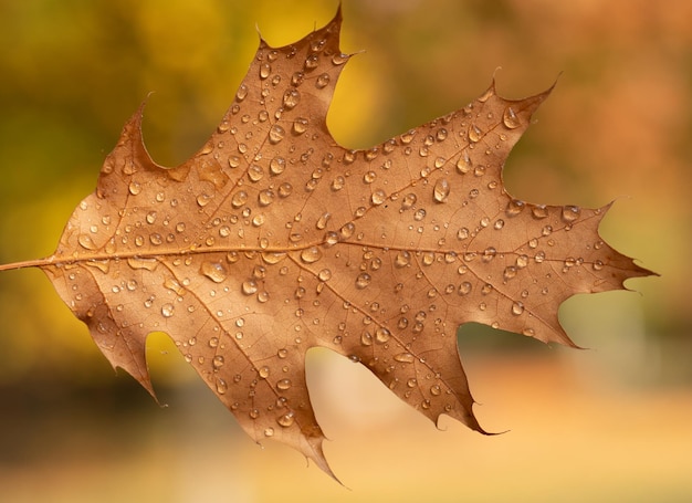 Feuilles de chêne jaune tombées avec des gouttes de pluie. Macro.