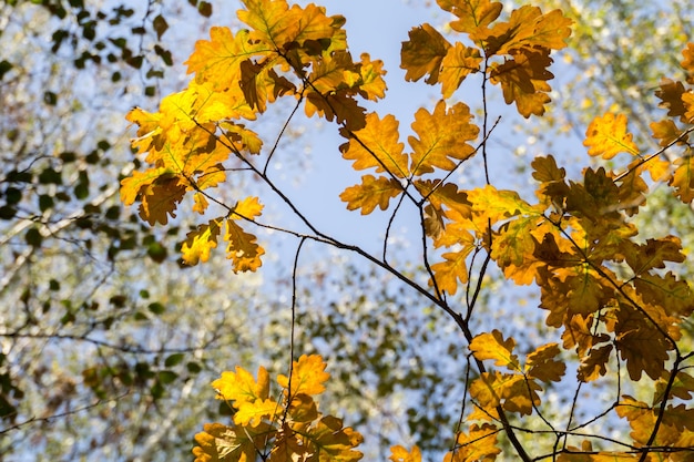 Feuilles de chêne jaune