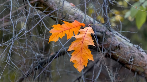 Feuilles de chêne orange d'automne dans la forêt sur une branche sèche