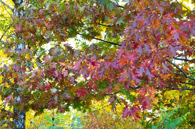 Feuilles de chêne orange vert rouge jaune en automne