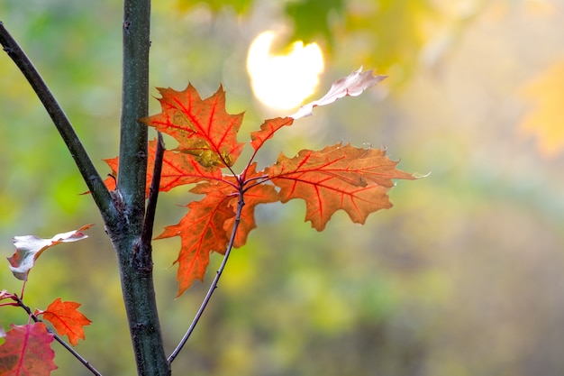 Feuilles de chêne rouge vif dans la forêt