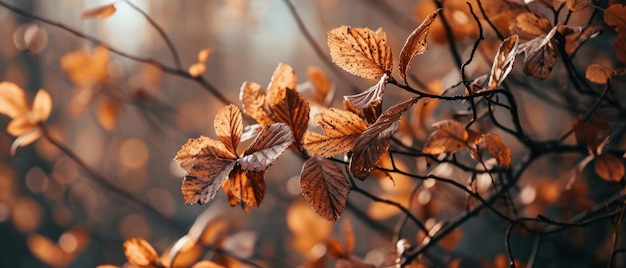 Les feuilles de chêne se réjouissent dans la douce lumière d'automne.