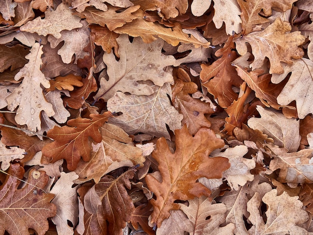 Feuilles de chêne sec.