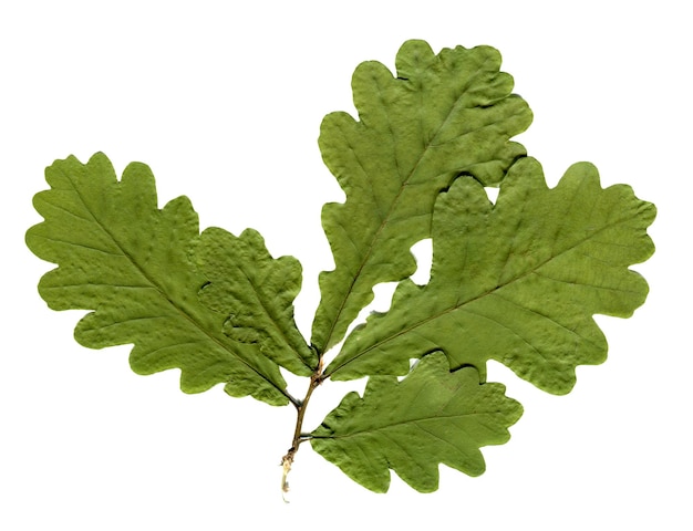 Feuilles de chêne séchées et pressées isolées Herbier de chêne