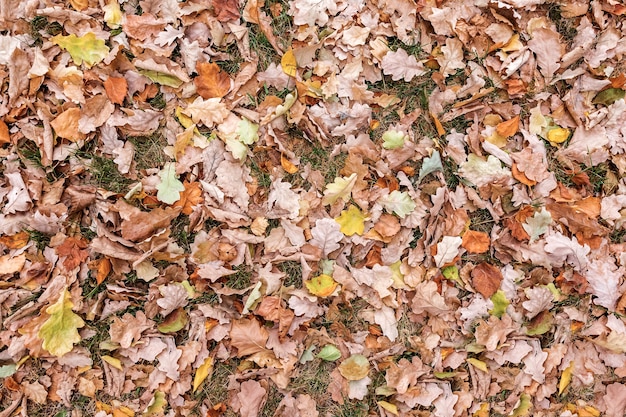 Les feuilles de chêne sèches tombées se trouvent sur l'herbe Fond naturel de feuillage multicolore Vue de dessus