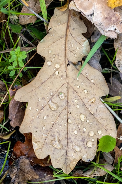 Feuilles de chêne tombées au sol en automne