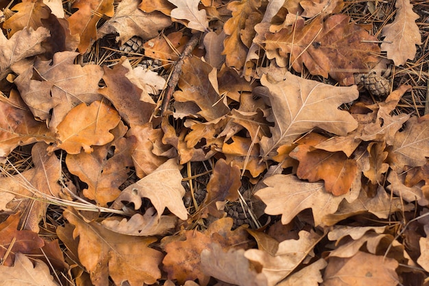 Feuilles de chêne tombées dans les bois