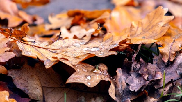 Feuilles de chêne tombées avec des gouttes de pluie, fond d'automne