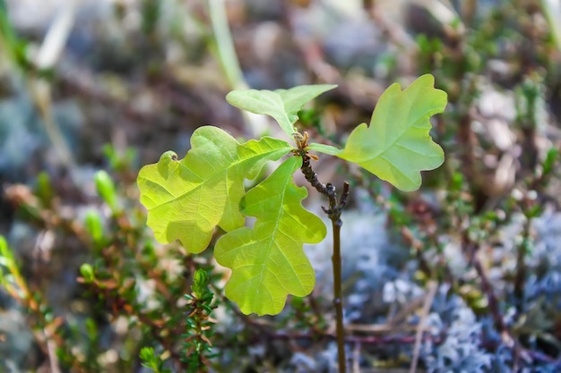 Feuilles de chêne vert sur une branche